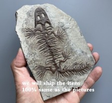 Real ichthyostega fossil d'occasion  Expédié en Belgium