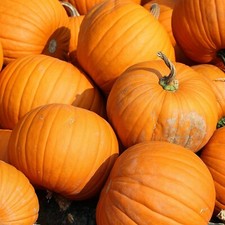 5 10 pumpkin seed for sale 5 10 pumpkin seed for sale Hallandale