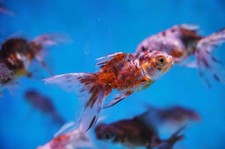 Calico oranda goldfish for sale  Fullerton