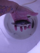 Pack unsexed jaguar for sale  Cape Coral