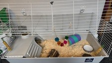 Guinea pig small for sale  MANCHESTER