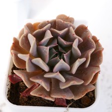 Echeveria evolution 5cm for sale  BEXHILL-ON-SEA