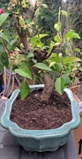 Bonsai alter japanischer gebraucht kaufen  München