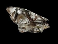 Trophy size awesome for sale  Signal Mountain