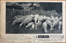 Cpa publicitaire 1906. d'occasion  Vaux-sur-Mer