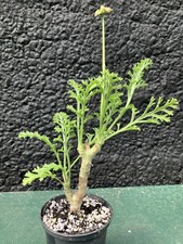 Pelargonium carnosum caudex for sale  FAKENHAM