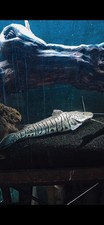 tropical catfish for sale tropical catfish for sale Las Vegas