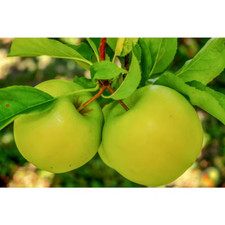 Ft. granny smith for sale  Des Plaines