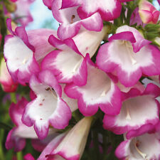 Penstemon plugs hardy for sale  IPSWICH