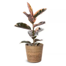 Ficus elastica belize for sale  Denver