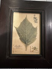 Drawing erable acer d'occasion  Expédié en Belgium