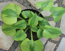 Hosta funkie luna gebraucht kaufen  Eberhardzell