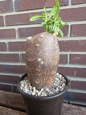 Pachypodium succulentum sukkul gebraucht kaufen  Hamburg
