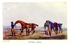 1903 thoroughbred horse for sale  Fort Collins