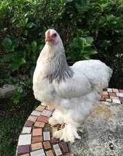 Uova feconde brahma usato  Venetico
