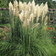 Cortaderia pampass grass for sale  SALISBURY