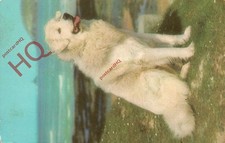 Picture postcard dog for sale  NEWCASTLE UPON TYNE