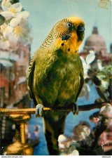 Animals birds parrot d'occasion  Expédié en Belgium