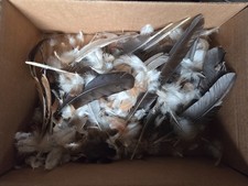 chicken feathers for sale  Belfair