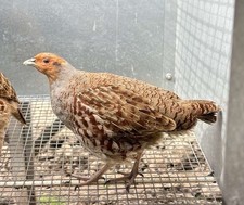 X12 english partridge for sale  LLANDINAM