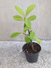 Euphorbia umbellata vaso usato  Lunamatrona