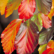 Parrotia persica persian for sale  UK