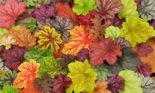 Seeds heuchera mix for sale  LANGHOLM