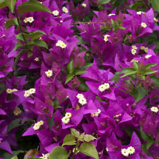 Bougainvillea purple pillar for sale  PETERBOROUGH