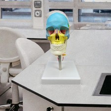 Modello cranio umano usato  Spedire a Italy