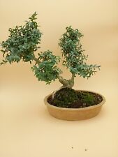 Bonsai ans buis d'occasion  France