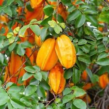 Big star fruit for sale  USA