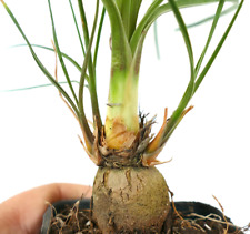 Beaucarnea gracilis usato  Napoli