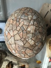 Lot oeufs fossilisés d'occasion  Bordeaux-