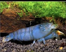 Vampire shrimps atya for sale  Garfield