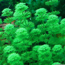 Piante acquatiche acquario usato  Torino