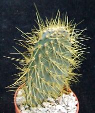 echinocereus for sale  EASTBOURNE