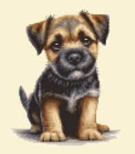 Border terrier puppy for sale  LEICESTER