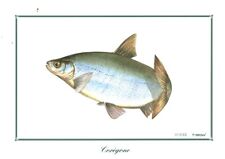 Gravure ancienne poisson d'occasion  France