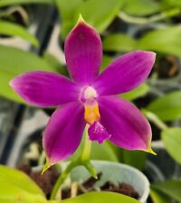 Orchid orchid phalaenopsis for sale  Shipping to Ireland