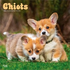 Chiots 2026 12x24 d'occasion  Expédié en Belgium