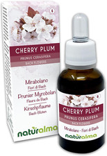Cherry plum mirabolano usato  Roma