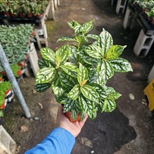 Pilea watermelon aluminum for sale  Covina