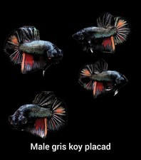 Male gris koi for sale  Bronx