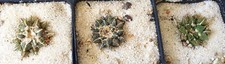 Ariocarpus koutschoubeyanus la usato  Spedire a Italy