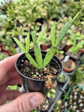 Hatiora gaertneri rhipsalidops for sale  HELSTON