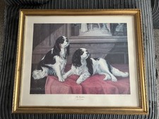 Cavalier king charles for sale  LEICESTER