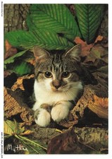 Ashp1 0058 chat d'occasion  France