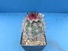 Echinocereus roetteri 4.6cm for sale  BIRMINGHAM