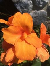 Canna bulbs tangelo for sale  Jasper