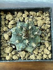 Turbinicarpus swobodae ho016 usato  Valdastico